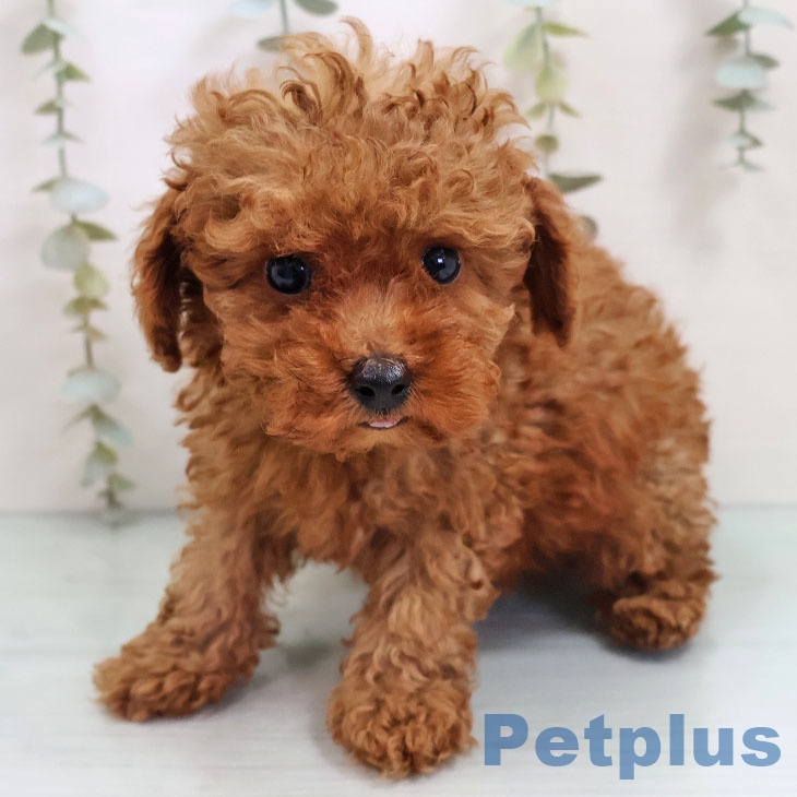 熊本県のトイプードル(トイ) (ペットプラス 熊本店/2025年10月30日生まれ/男の子/レッド)の子犬の2枚目の画像