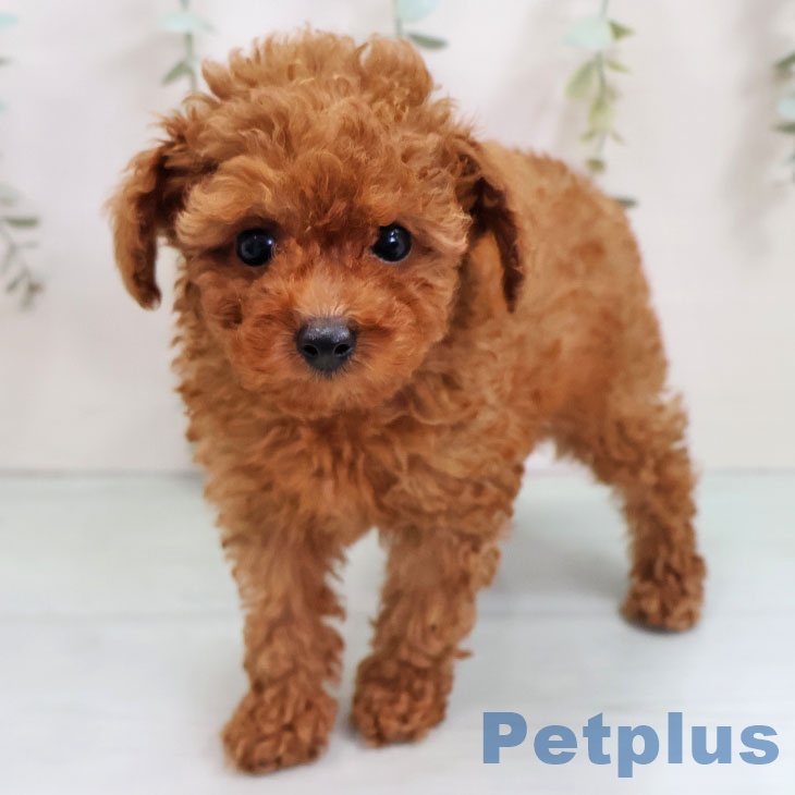 鹿児島県のトイプードル(トイ) (ペットプラス 姶良店/2025年10月30日生まれ/女の子/レッド)の子犬の1枚目の画像
