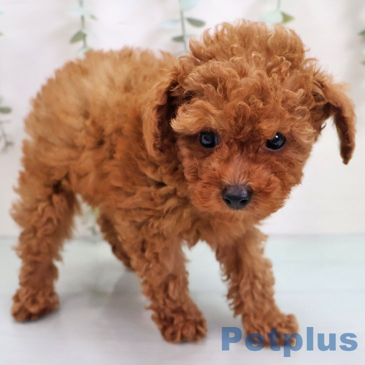 鹿児島県のトイプードル(トイ) (ペットプラス 姶良店/2025年10月30日生まれ/女の子/レッド)の子犬の2枚目の画像