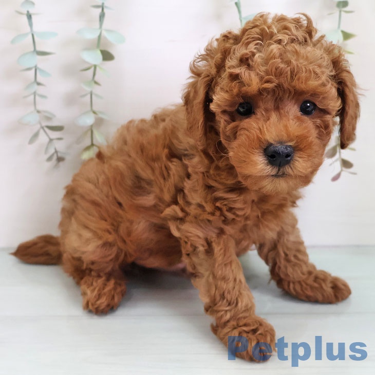 沖縄県のトイプードル(トイ) (ペットプラス 南風原店/2025年10月31日生まれ/男の子/アプリコット)の子犬