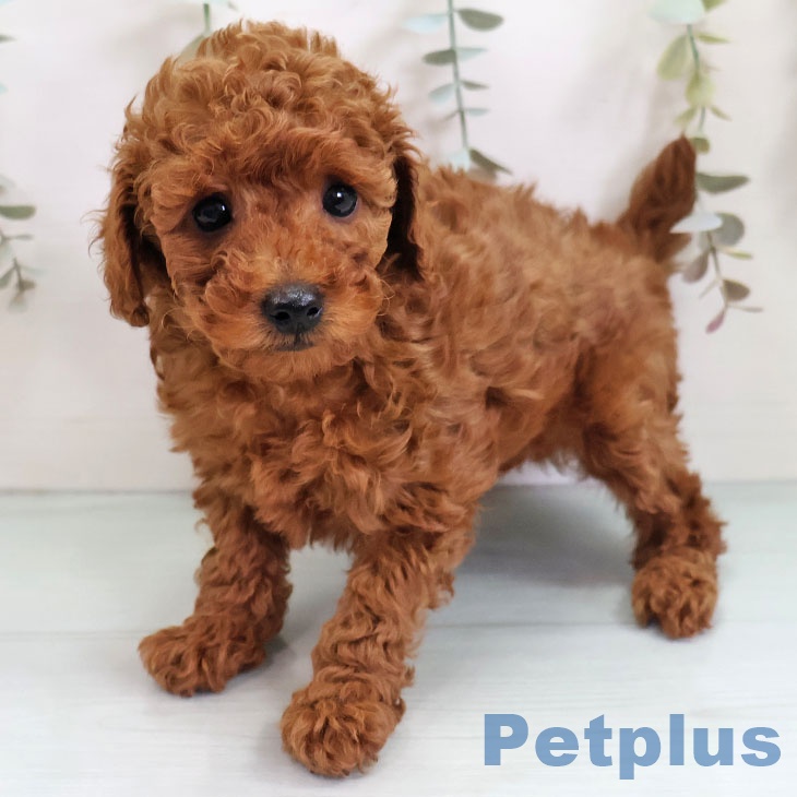 福岡県のトイプードル(トイ) (ペットプラス ららぽーと福岡店/2025年10月31日生まれ/男の子/レッド)の子犬の1枚目の画像