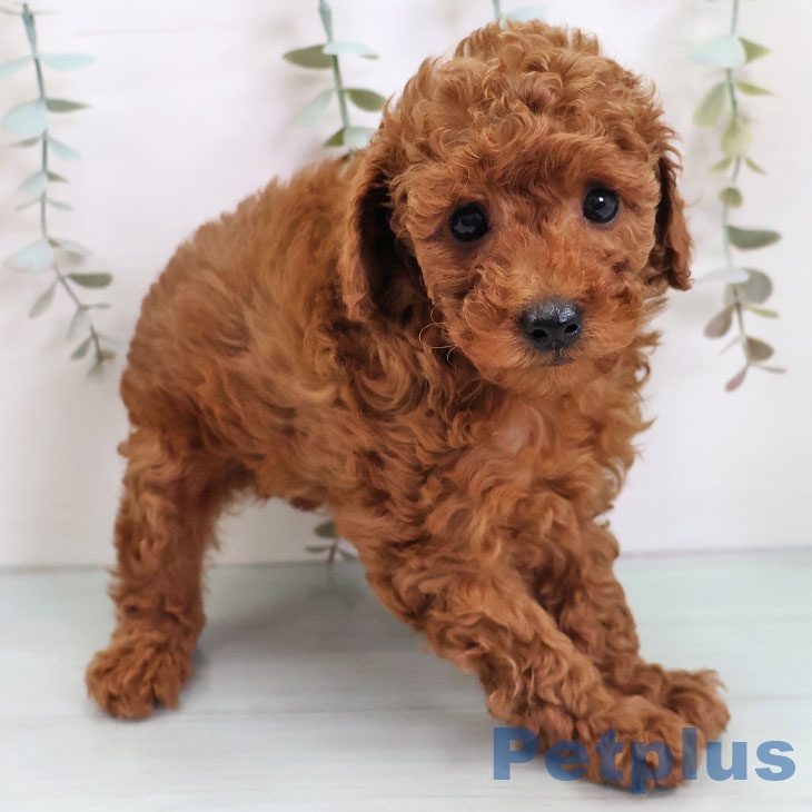 福岡県のトイプードル(トイ) (ペットプラス ららぽーと福岡店/2025年10月31日生まれ/男の子/レッド)の子犬の2枚目の画像