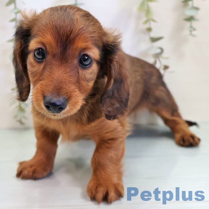 福岡県のカニンヘンダックスフンド(ロング) (ペットプラス 八幡東店/2025年10月28日生まれ/男の子/レッド)の子犬の1枚目の画像