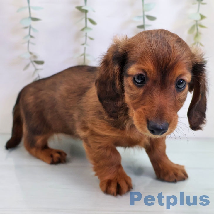 福岡県のカニンヘンダックスフンド(ロング) (ペットプラス 八幡東店/2025年10月28日生まれ/男の子/レッド)の子犬の2枚目の画像