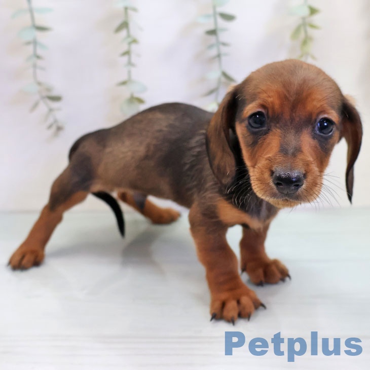 福岡県のカニンヘンダックスフンド(ロング) (ペットプラス 春日店/2025年10月30日生まれ/男の子/レッド)の子犬の1枚目の画像