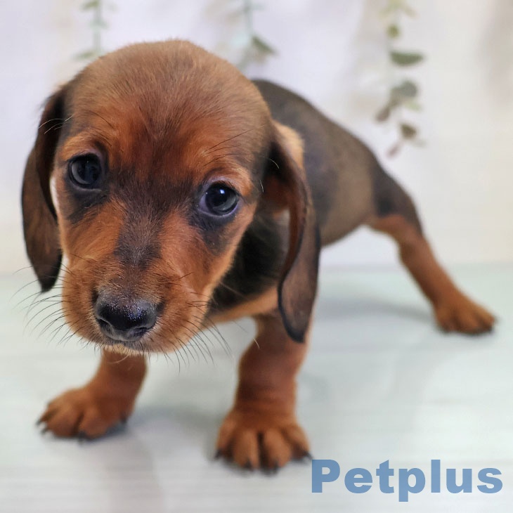 福岡県のカニンヘンダックスフンド(ロング) (ペットプラス 春日店/2025年10月30日生まれ/男の子/レッド)の子犬の2枚目の画像
