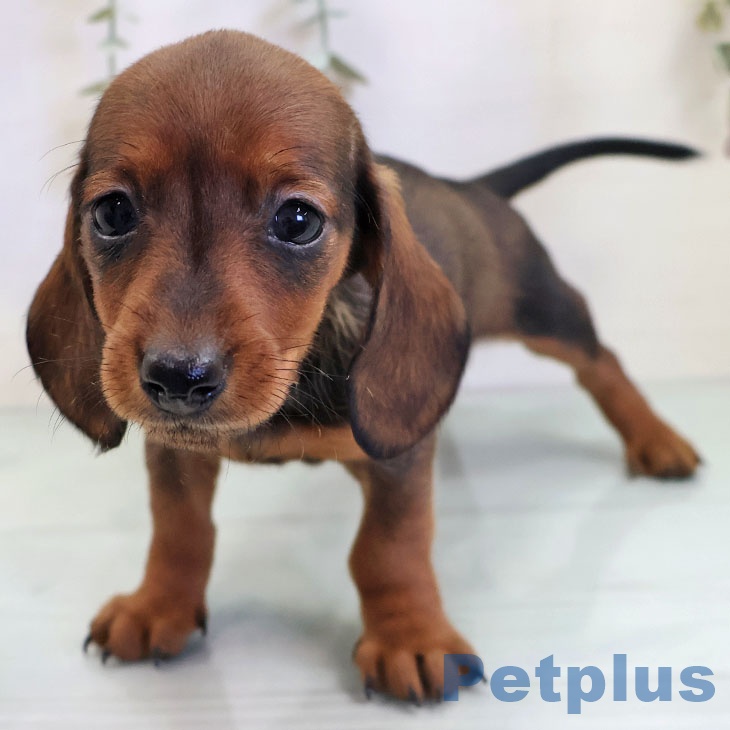 長崎県のカニンヘンダックスフンド(ロング) (ペットプラス 長崎店/2025年10月30日生まれ/女の子/レッド)の子犬の1枚目の画像