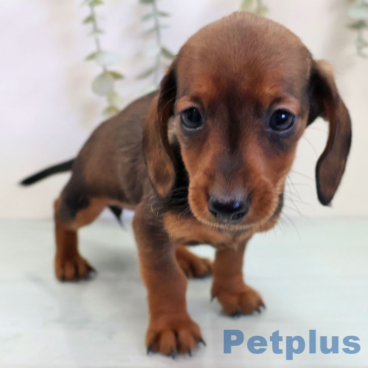 長崎県のカニンヘンダックスフンド(ロング) (ペットプラス 長崎店/2025年10月30日生まれ/女の子/レッド)の子犬の2枚目の画像