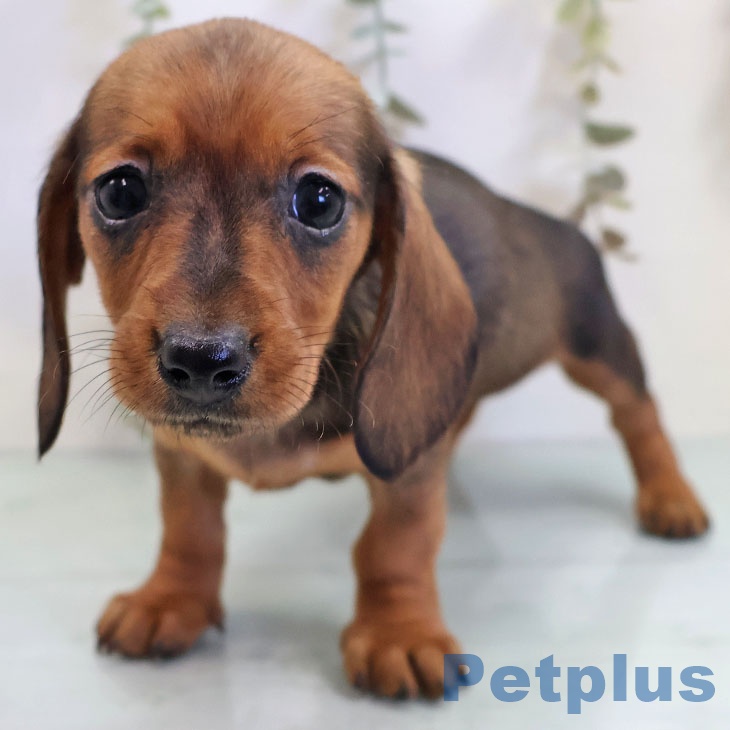 熊本県のカニンヘンダックスフンド(ロング) (ペットプラス 熊本店/2025年10月30日生まれ/女の子/レッド)の子犬の1枚目の画像