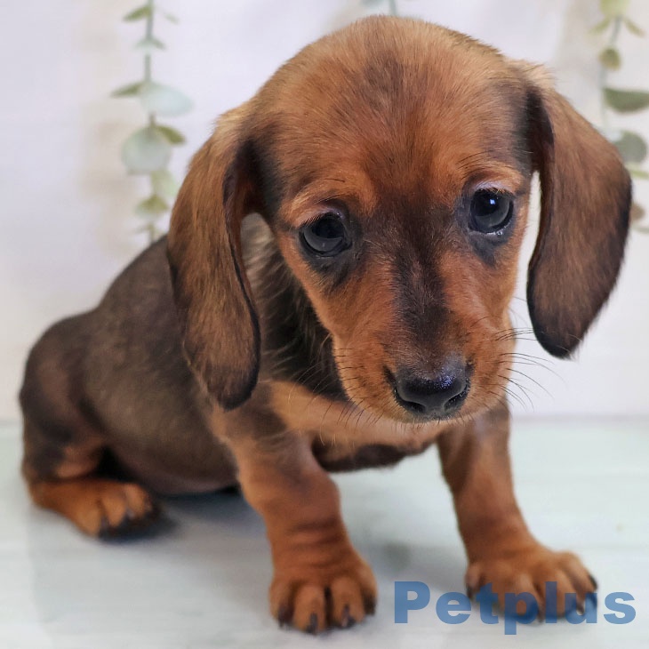 熊本県のカニンヘンダックスフンド(ロング) (ペットプラス 熊本店/2025年10月30日生まれ/女の子/レッド)の子犬の2枚目の画像