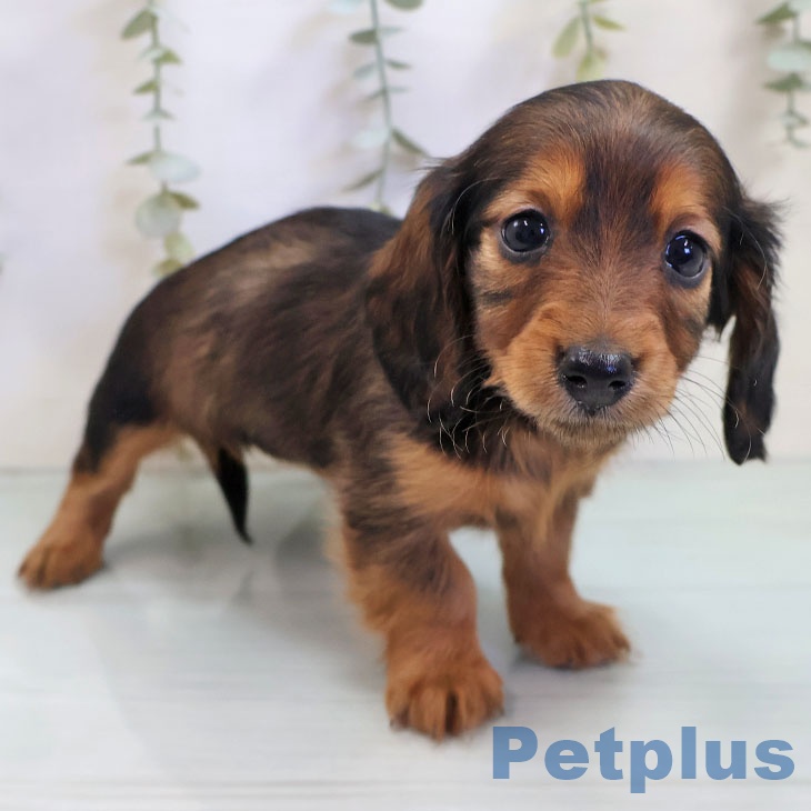 福岡県のカニンヘンダックスフンド(ロング) (ペットプラス 黒崎店/2025年10月30日生まれ/女の子/レッド)の子犬の2枚目の画像