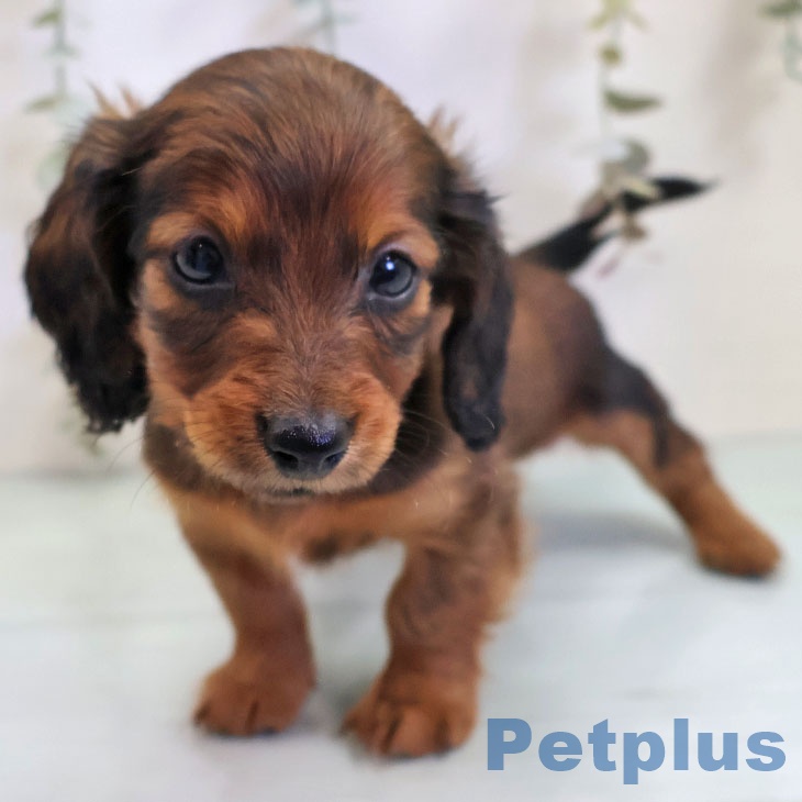 宮崎県のカニンヘンダックスフンド(ロング) (ペットプラス 宮崎店/2025年10月30日生まれ/女の子/レッド)の子犬の1枚目の画像