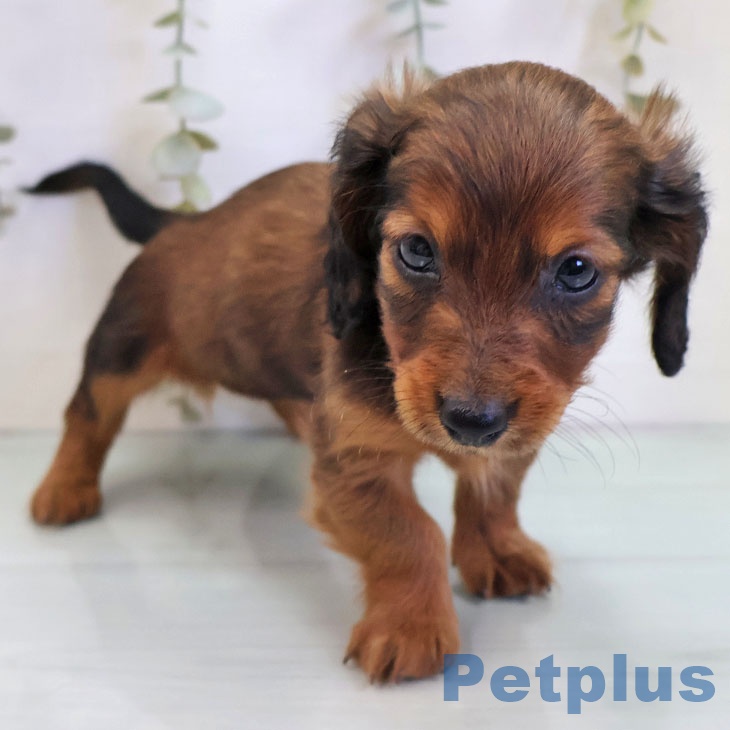 宮崎県のカニンヘンダックスフンド(ロング) (ペットプラス 宮崎店/2025年10月30日生まれ/女の子/レッド)の子犬の2枚目の画像