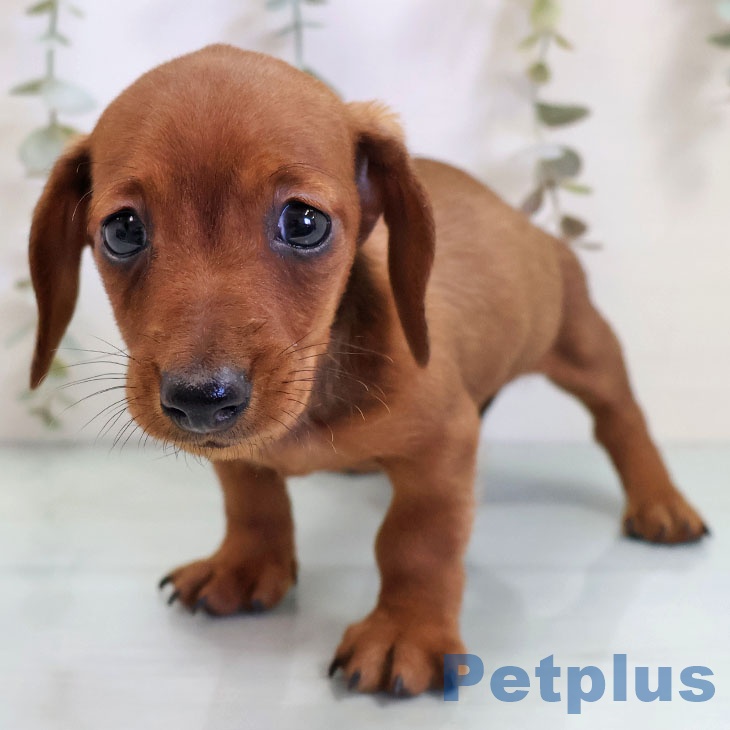 福岡県のカニンヘンダックスフンド(ロング) (ペットプラス 香椎浜店/2025年10月31日生まれ/男の子/レッド)の子犬の1枚目の画像