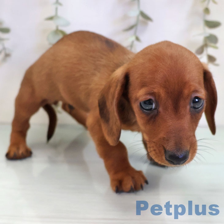 福岡県のカニンヘンダックスフンド(ロング) (ペットプラス 香椎浜店/2025年10月31日生まれ/男の子/レッド)の子犬の2枚目の画像