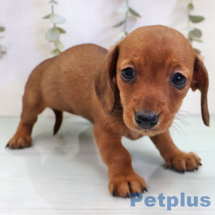 福岡県のカニンヘンダックスフンド(ロング) (ペットプラス 八幡東店/2025年10月31日生まれ/女の子/レッド)の子犬の2枚目の画像