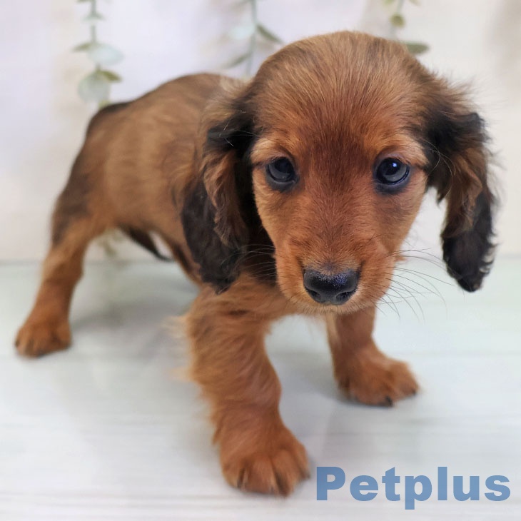 福岡県のカニンヘンダックスフンド(ロング) (ペットプラス ららぽーと福岡店/2025年10月30日生まれ/男の子/レッド)の子犬の2枚目の画像