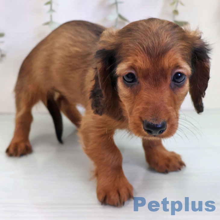 沖縄県のカニンヘンダックスフンド(ロング) (ペットプラス 沖縄ライカム店/2025年10月30日生まれ/男の子/レッド)の子犬の1枚目の画像
