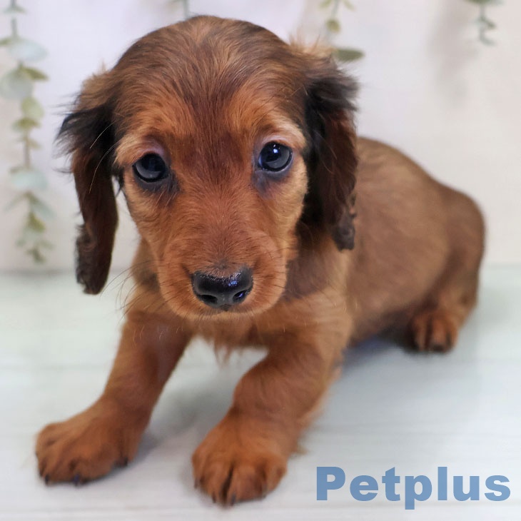 沖縄県のカニンヘンダックスフンド(ロング) (ペットプラス 沖縄ライカム店/2025年10月30日生まれ/男の子/レッド)の子犬の2枚目の画像