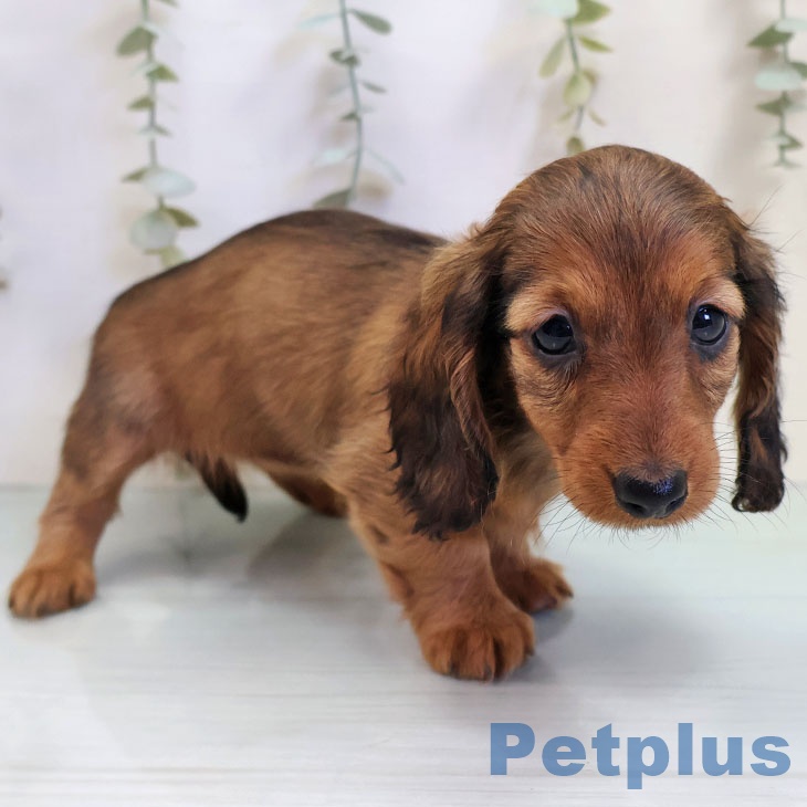 福岡県のカニンヘンダックスフンド(ロング) (ペットプラス 福岡店/2025年10月30日生まれ/女の子/レッド)の子犬の2枚目の画像