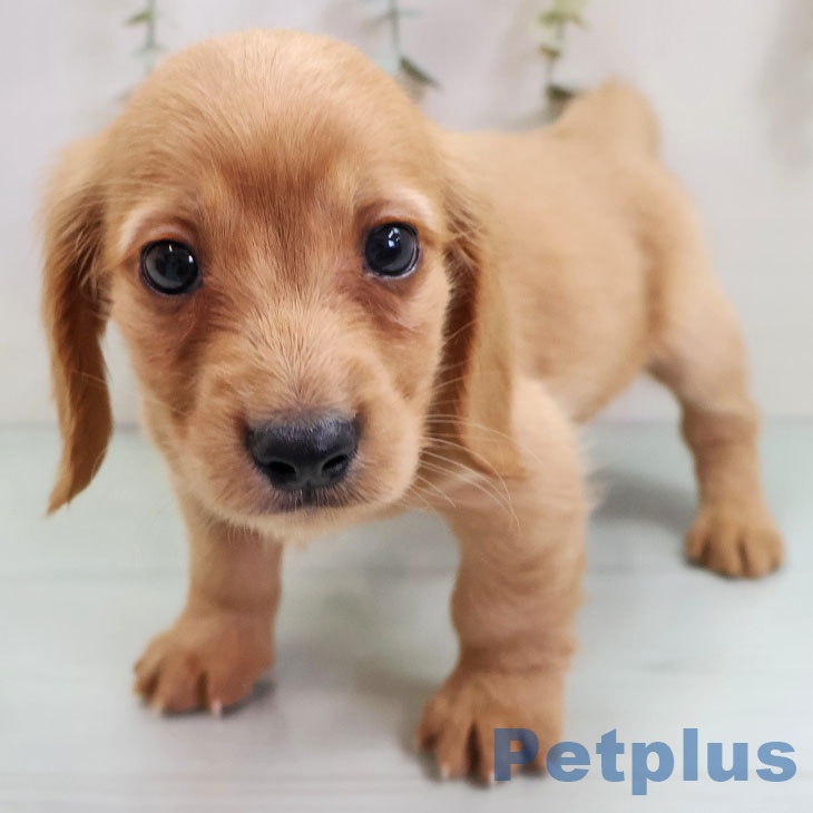 熊本県のミニチュアダックスフンド(ロング) (ペットプラス 熊本店/2025年10月30日生まれ/男の子/ゴールド)の子犬の1枚目の画像