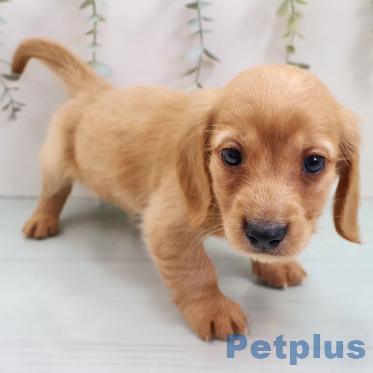 熊本県のミニチュアダックスフンド(ロング) (ペットプラス 熊本店/2025年10月30日生まれ/男の子/ゴールド)の子犬の2枚目の画像