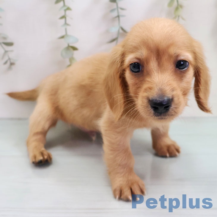 福岡県のミニチュアダックスフンド(ロング) (ペットプラス 八幡東店/2025年10月30日生まれ/男の子/ゴールド)の子犬の1枚目の画像