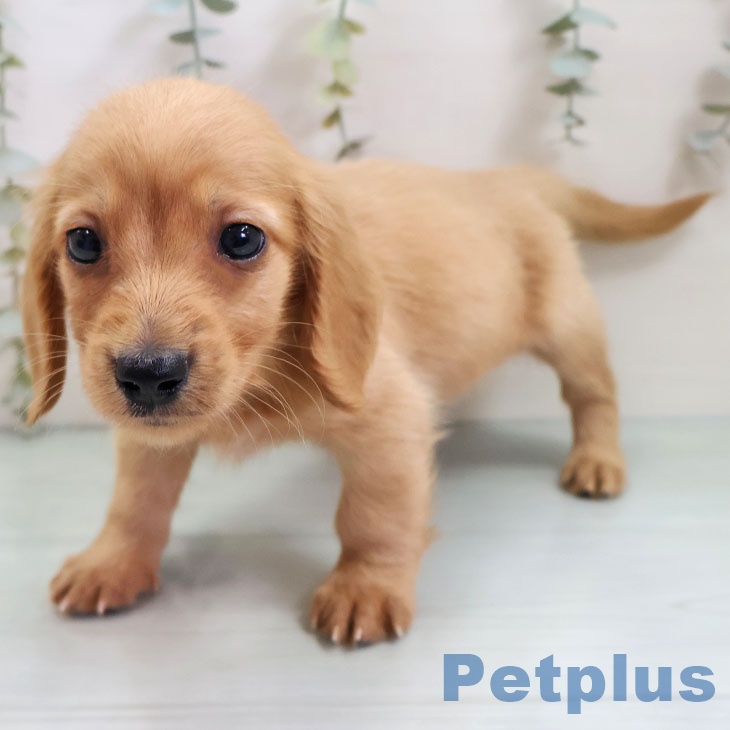 福岡県のミニチュアダックスフンド(ロング) (ペットプラス 八幡東店/2025年10月30日生まれ/男の子/ゴールド)の子犬の2枚目の画像