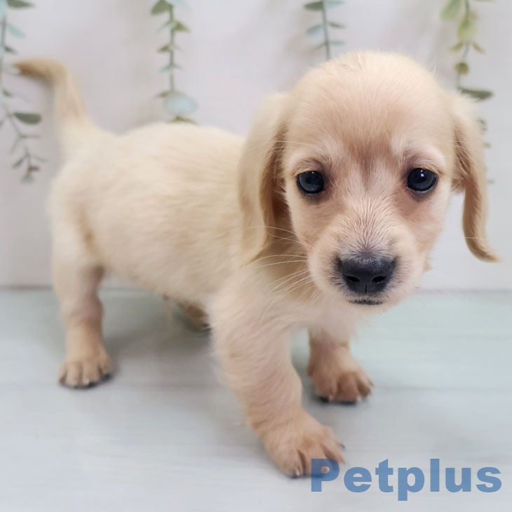 沖縄県のミニチュアダックスフンド(ロング) (ペットプラス 沖縄ライカム店/2025年10月30日生まれ/男の子/イエロー)の子犬の2枚目の画像