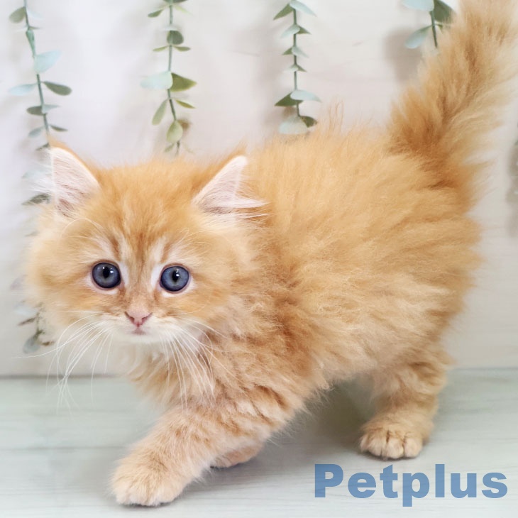 福岡県のラガマフィン (ペットプラス 福岡店/2025年10月23日生まれ/男の子/レッドタビー)の子猫の1枚目の画像