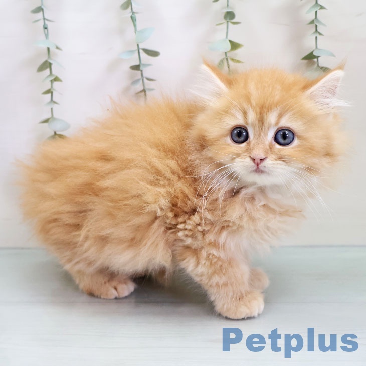 福岡県のラガマフィン (ペットプラス 福岡店/2025年10月23日生まれ/男の子/レッドタビー)の子猫の2枚目の画像