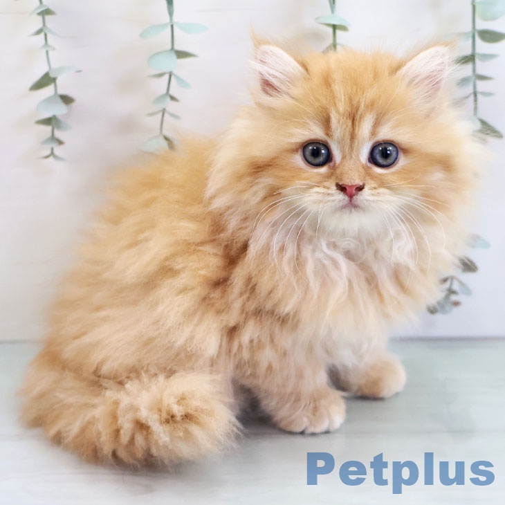 福岡県のラガマフィン (ペットプラス 八幡東店/2025年10月23日生まれ/女の子/レッドタビー)の子猫の1枚目の画像