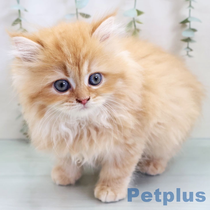 福岡県のラガマフィン (ペットプラス 八幡東店/2025年10月23日生まれ/女の子/レッドタビー)の子猫の2枚目の画像