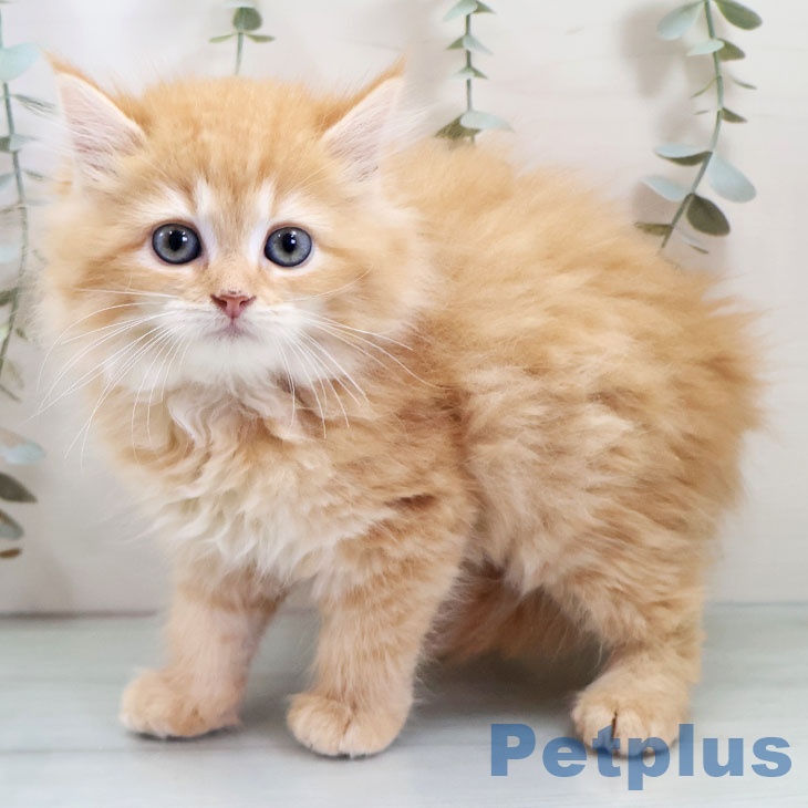 熊本県のラガマフィン (ペットプラス 熊本店/2025年10月23日生まれ/女の子/レッドタビー)の子猫の1枚目の画像