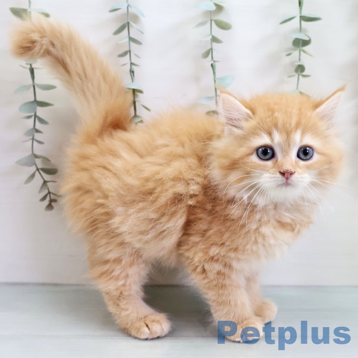 熊本県のラガマフィン (ペットプラス 熊本店/2025年10月23日生まれ/女の子/レッドタビー)の子猫の2枚目の画像