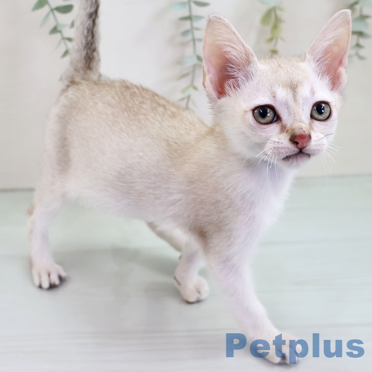 熊本県のシンガプーラ (ペットプラス 熊本店/2025年10月19日生まれ/女の子/セピアアグーティ)の子猫の1枚目の画像