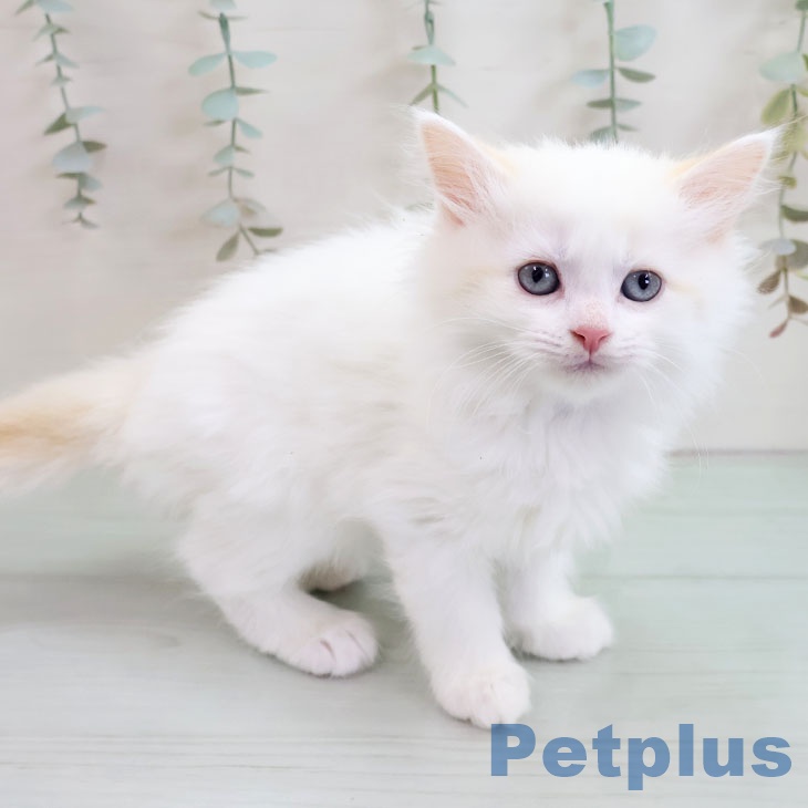 沖縄県のマンチカン (ペットプラス 南風原店/2025年10月31日生まれ/男の子/クリームホワイト)の子猫の2枚目の画像