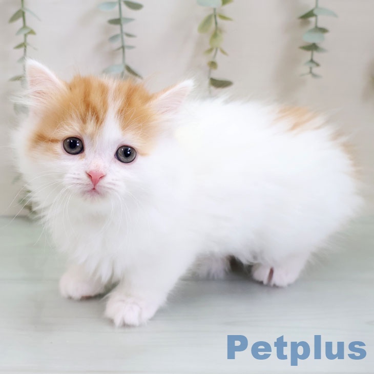 福岡県のマンチカン (ペットプラス 福岡店/2025年10月31日生まれ/男の子/レッドタビーホワイト)の子猫の1枚目の画像