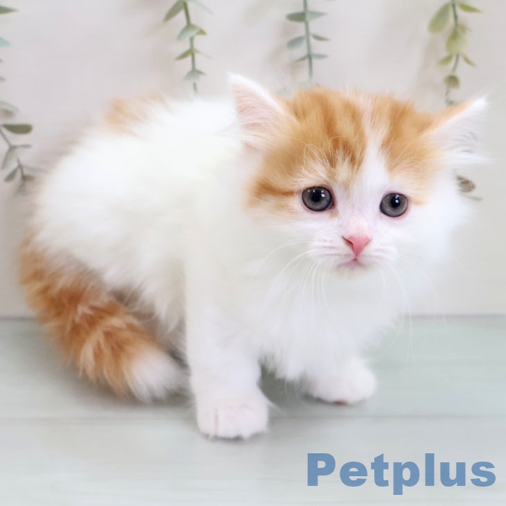 福岡県のマンチカン (ペットプラス 福岡店/2025年10月31日生まれ/男の子/レッドタビーホワイト)の子猫の2枚目の画像