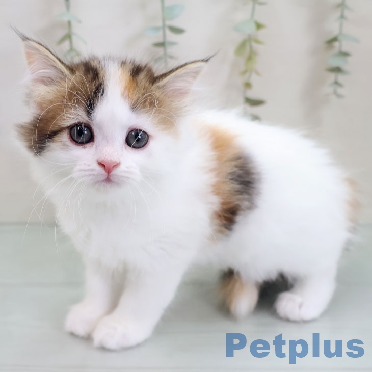 宮崎県のマンチカン (ペットプラス 宮崎店/2025年10月31日生まれ/女の子/ブラウンパッチドタビーホワイト)の子猫の1枚目の画像