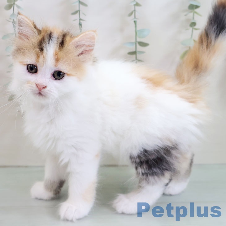 長崎県のマンチカン (ペットプラス 長崎店/2025年10月31日生まれ/女の子/ブラウンパッチドタビーホワイト)の子猫の1枚目の画像