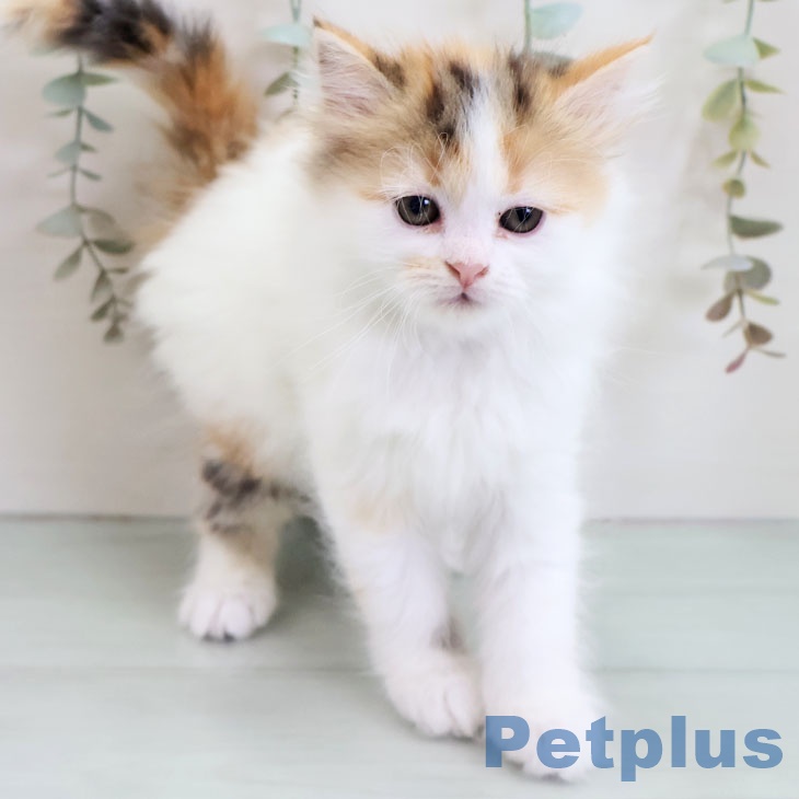 長崎県のマンチカン (ペットプラス 長崎店/2025年10月31日生まれ/女の子/ブラウンパッチドタビーホワイト)の子猫の2枚目の画像