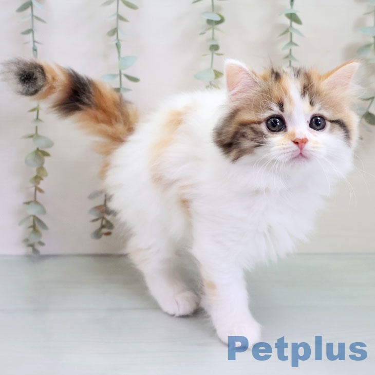 福岡県のマンチカン (ペットプラス 福岡伊都店/2025年10月31日生まれ/女の子/ブラウンパッチドタビーホワイト)の子猫の2枚目の画像