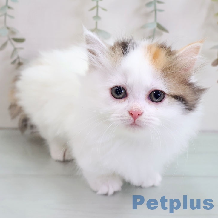 福岡県のマンチカン (ペットプラス 八幡東店/2025年10月31日生まれ/女の子/ブラウンパッチドタビーホワイト)の子猫の1枚目の画像