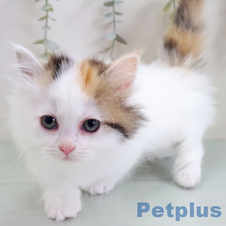 福岡県のマンチカン (ペットプラス 八幡東店/2025年10月31日生まれ/女の子/ブラウンパッチドタビーホワイト)の子猫の2枚目の画像