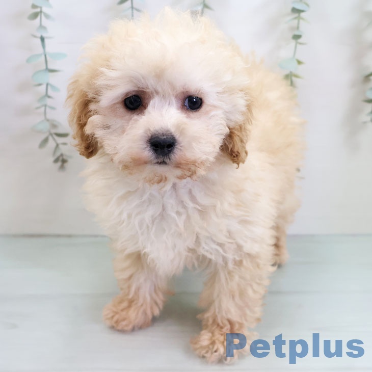 福岡県のトイプードル(トイ) (ペットプラス 八幡東店/2025年10月30日生まれ/男の子/クリーム)の子犬の1枚目の画像