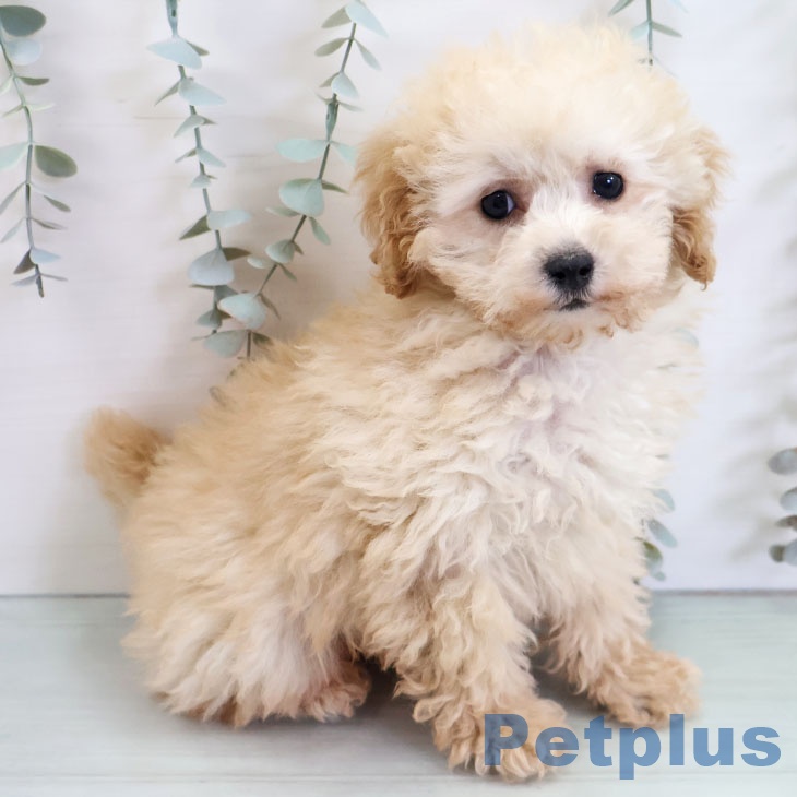 福岡県のトイプードル(トイ) (ペットプラス 八幡東店/2025年10月30日生まれ/男の子/クリーム)の子犬の2枚目の画像