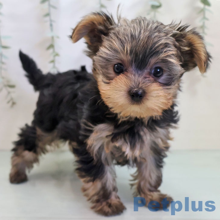 東京都のヨークシャーテリア (ペットプラス 板橋店/2025年10月25日生まれ/男の子/スチールブルータン)の子犬の1枚目の画像
