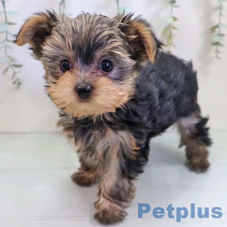 東京都のヨークシャーテリア (ペットプラス 板橋店/2025年10月25日生まれ/男の子/スチールブルータン)の子犬の2枚目の画像