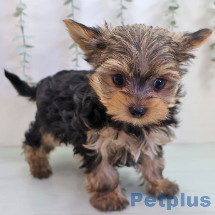 茨城県のヨークシャーテリア (ペッツワン 古河店/2025年10月25日生まれ/男の子/スチールブルータン)の子犬の1枚目の画像